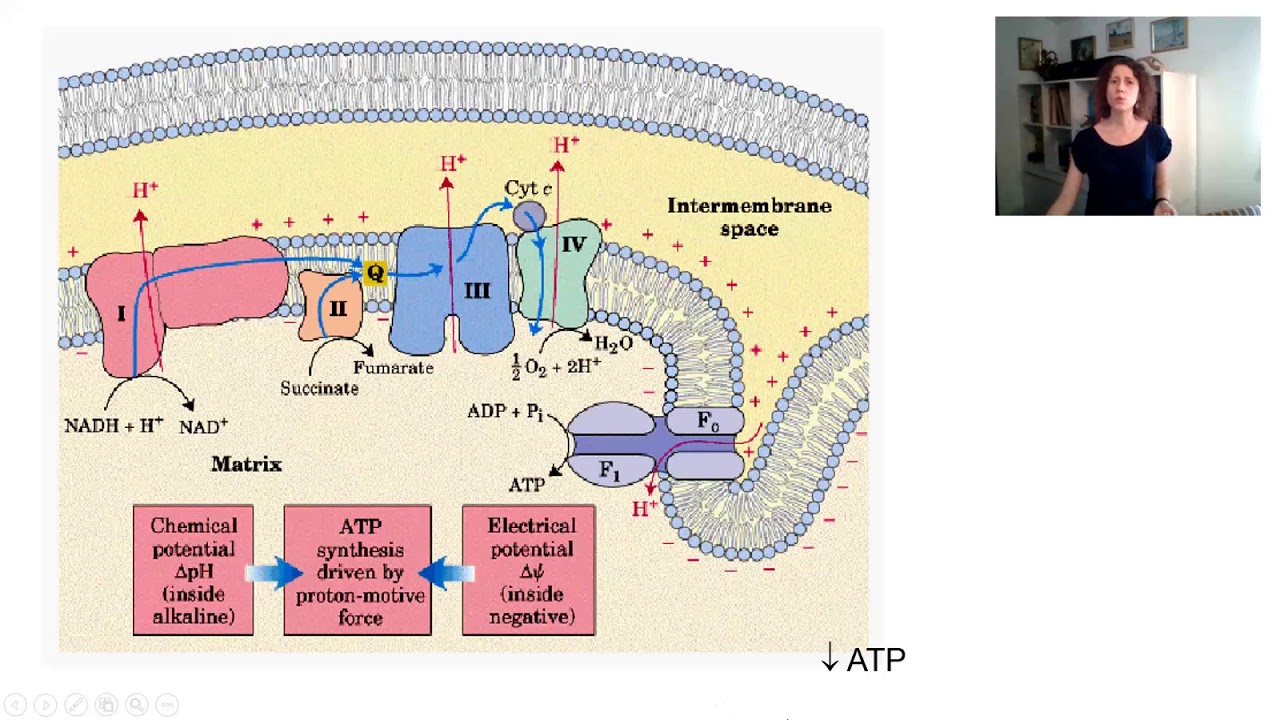 Fosforilação oxidativa 2: regulação