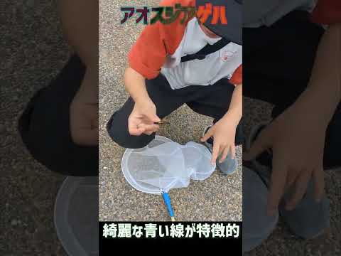 蝶を庭に引き寄せる理由と方法を知りたいですか？生物学的連鎖におけるそれらの役割は何ですか?  庭園