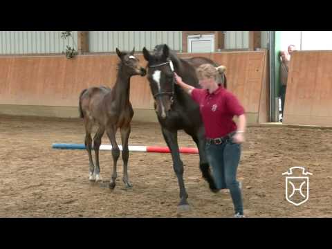 HEI064 Hengstfohlen von Cash and Carry - Acobat II - Acorado