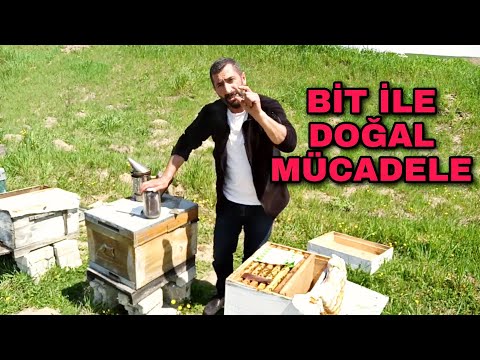 Varroa ile doğal mücadele nasıl yapılır arıyı bitten nasıl koruruz ne fayda