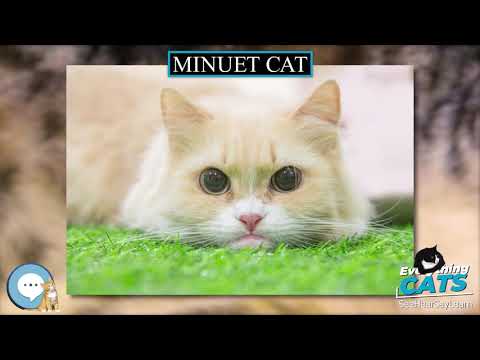 Minuet cat 🐱🦁🐯 EVERYTHING CATS 🐯🦁🐱