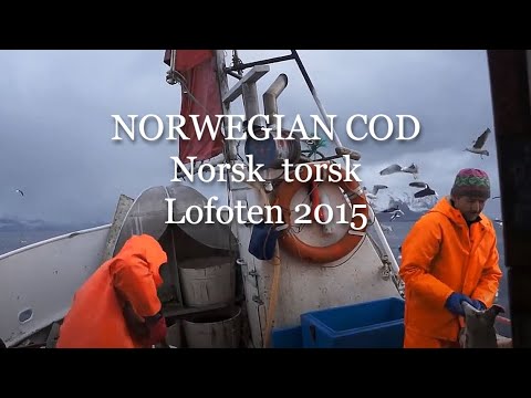 Norsk Torsk - Norwegian Cod - Lofoten 2015.