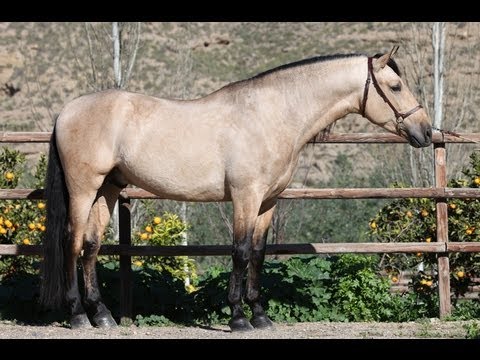 Buckskin Stallion for Coverings