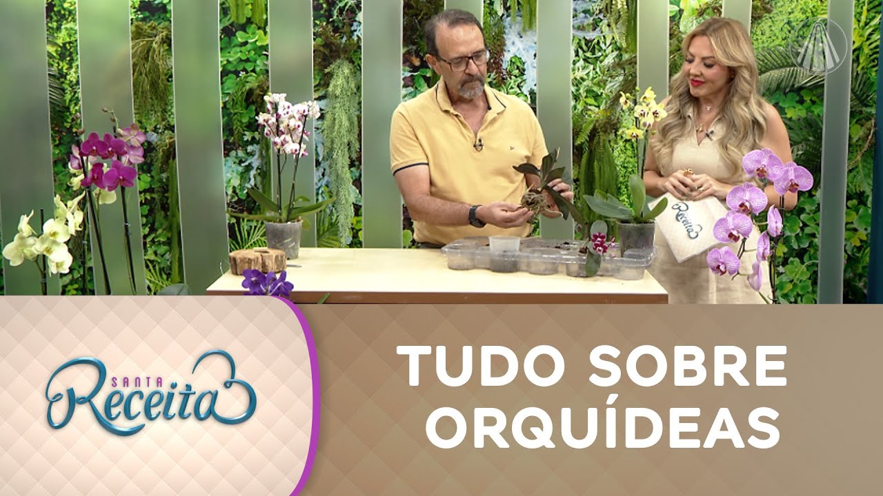 Descubra qual é a orquídea ideal para ter DENTRO de casa!