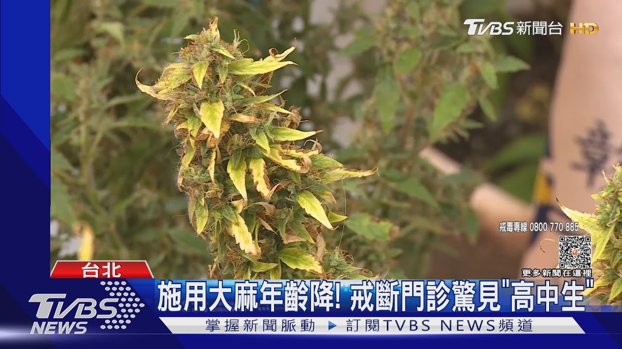 施用大麻年齡降! 戒斷門診驚見「高中生」