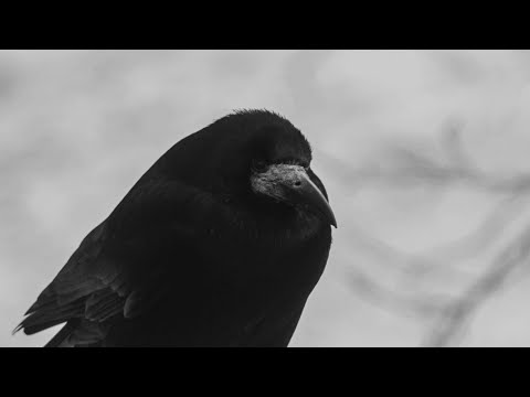 RAVN - Kalt (Official Music Video)