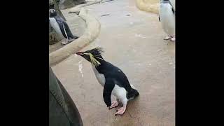 Penguin dances to BOTTOMS UP by FIDDLER&#39;S GREEN