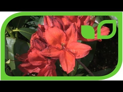 Rhododendrum luteum Satan