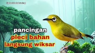 Download lagu Pancingan Pleci Biar Ngeriwik || Bikin Pleci Bahan Cepat Bunyi,Pleci Ngalas Nembak mp3