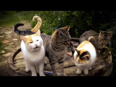 Nada Surf — Meow Meow Lullaby (Official Video)