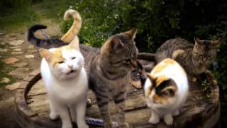 Nada Surf — Meow Meow Lullaby (Official Video)