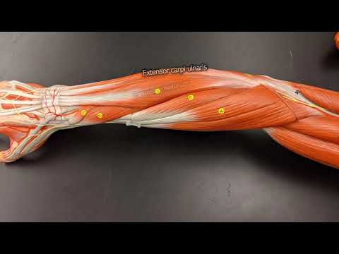 Muscles of the Forearm