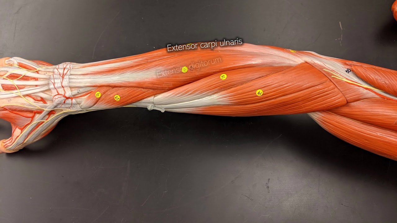 Muscles of the Forearm