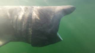 NECWA on BeeReel Basking shark 6 13 2017