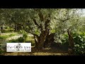 The Olive Tree 20 Joseph Haddad