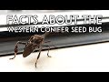 Fun Facts About the Western Conifer Seed Bug (Leptoglossus occidentalis)