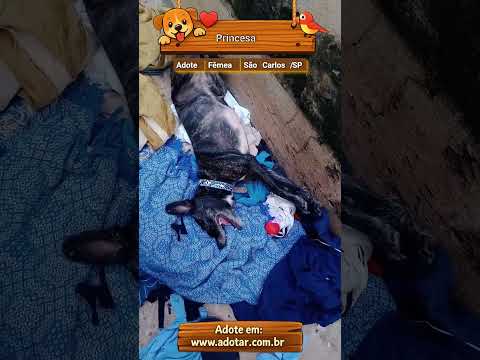 Vídeo de Princesa