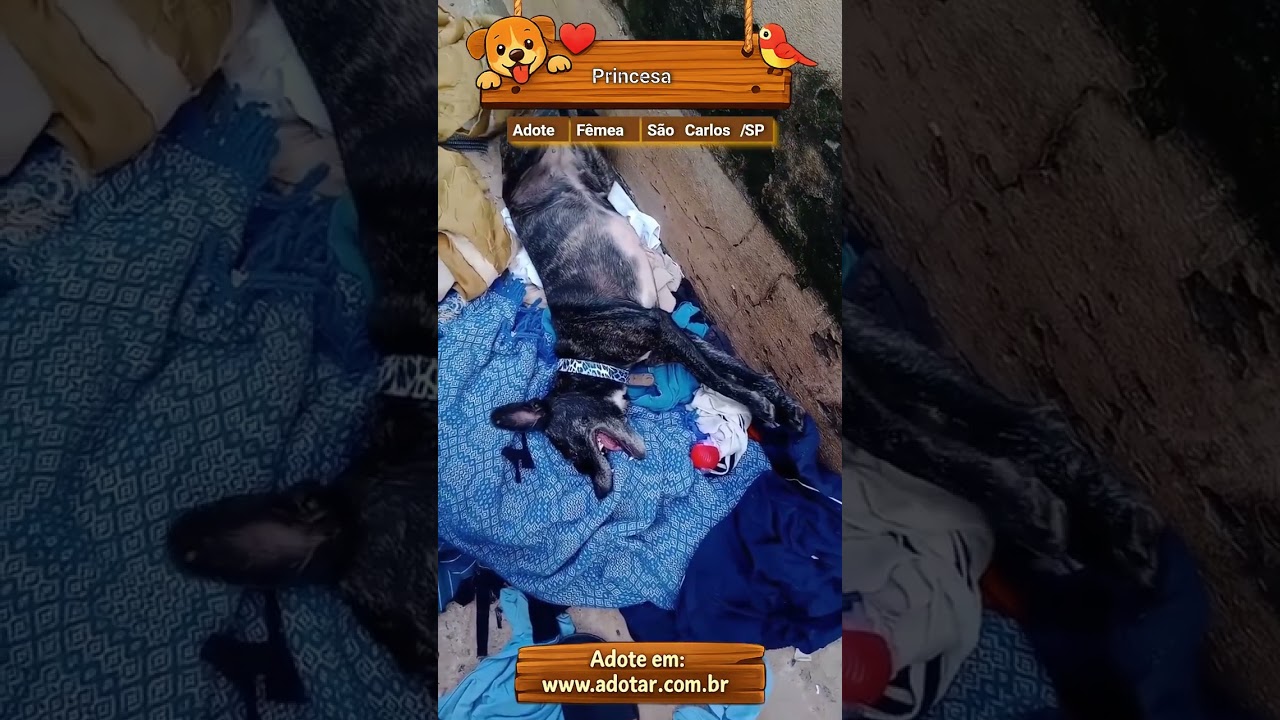 Cachorro raça SRD-ViraLata idade 6 ou mais anos nome Princesa