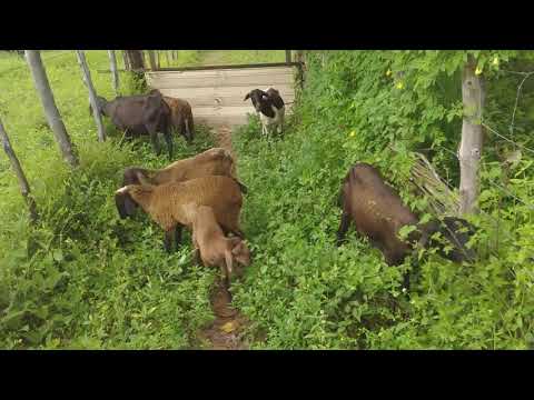 É melhor criar bode ou carneiro