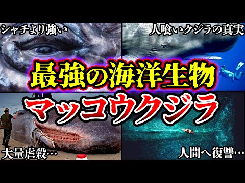 コククジラの分布