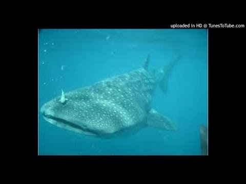 pourquoi la baleine n'est pas un poisson