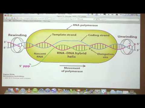 Kevin Ahern's Bite-Sized Biochemistry #45 - Transcription I (RNA Synthesis)
