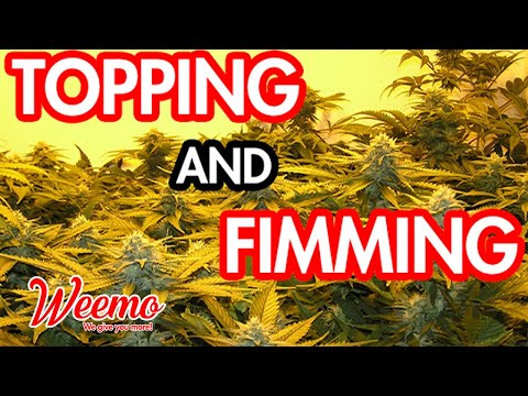 Training Techniques for Cannabis Growing: Topping and Fimming