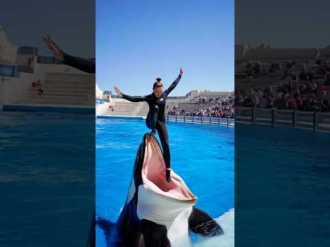 Oh shit #finwhale #shark #viral