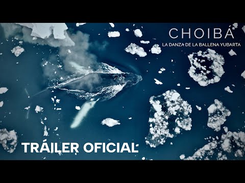 Choibá: La danza de la ballena Yubarta