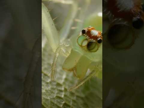 What Jumping Spiders Teach Us About Color