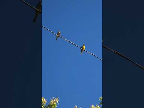 BOM DIA COM ALEGRIA #riograndedosul #paisagemnatural #apaebrasil #naturezasurpreendente #bomdia