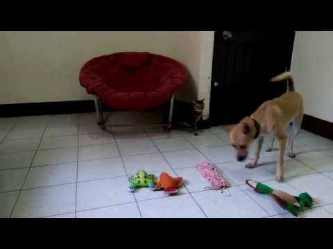 Alima is good with cats