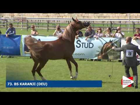 Chantilly 2016 ABCE - CLASS 7