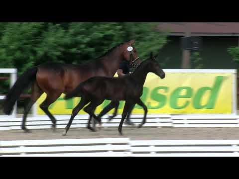 Stf v Don Nobless x Fashion Maker x Rohdiamant 2019