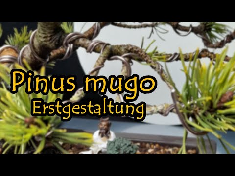 Pinus Mugo Erstgestaltung