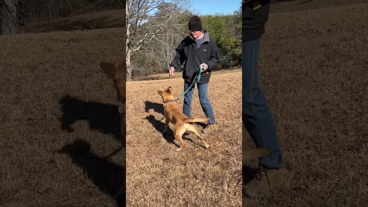 Enlarge Gus, a Adoptable mixed breed in Blairsville, GA video 6/6