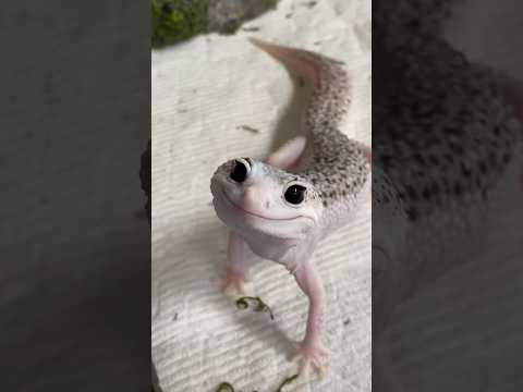 The Most Beautiful Gecko in the World - Enzo!