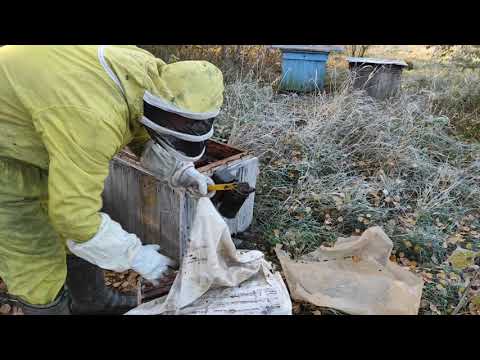 Пчеловодство.Быстрое переселение и перевозка отводков после октябрьских морозов на основной точок.