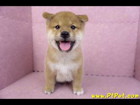 10/31松色北京狗公幼犬(新北新莊)