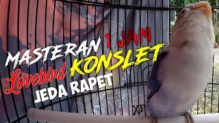 Download lagu MASTERAN LOVEBIRD KONSLET JANTAN JEDA RAPET mp3
