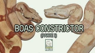 10 cosas sobre las Boas Constrictor