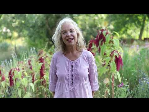 Pampelišky k jídlu