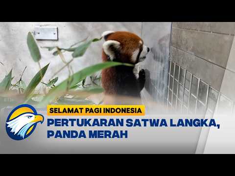 Sepasang Panda Merah Tiongkok Tiba di Taipei - [Selamat Pagi Indonesia]