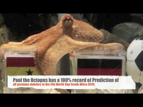 download lagu mp3 mp4 Octopus Paul Baba, download lagu Octopus Paul Baba gratis, unduh video klip Octopus Paul Baba