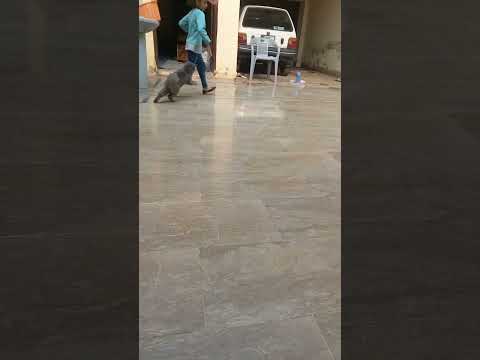 Oscar playing with Manal #catlover #cutecat #oscarcutest #oscarthecat #trending #cute  #viral