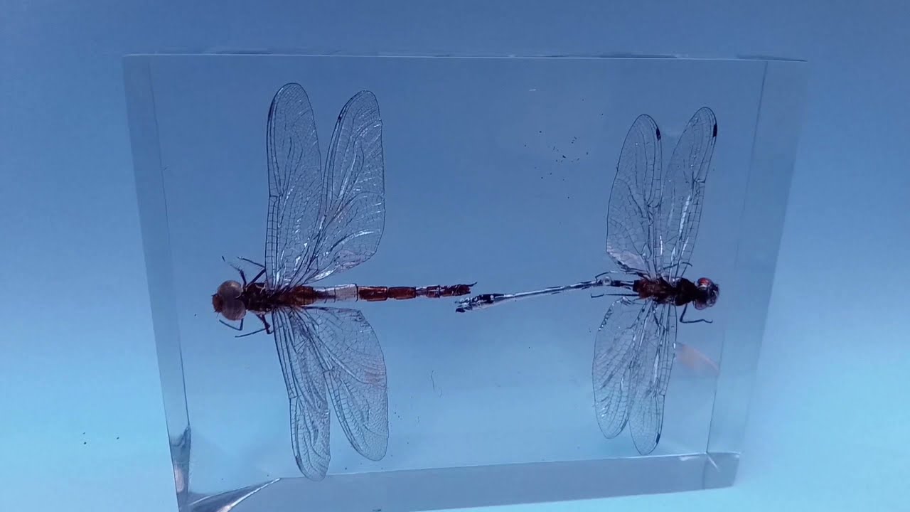 Guia prático para incrustação de insetos em resina para coleções didáticas