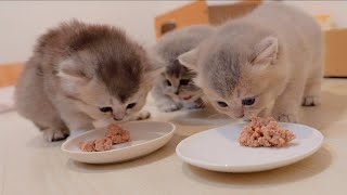 The kittens who were so excited about their first baby food were so cute...