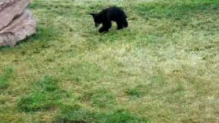 preview picture of video 'GRIZZLY BROWN & BLACK BEAR CUBS ATTACK EACH OTHER PLAY FIGHTING @ BLACK HILLS'