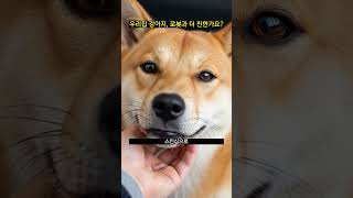 우리집 강아지, 로봇과 더 친한가요?