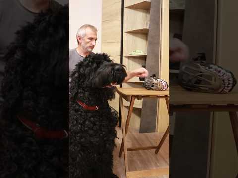 Dog and men -челлендж